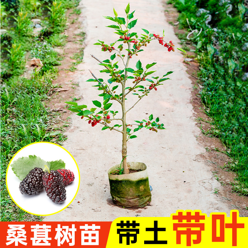 正宗桑葚树苗嫁接四季桑树树苗无籽养蚕台湾长果桑葚子苗基地直发