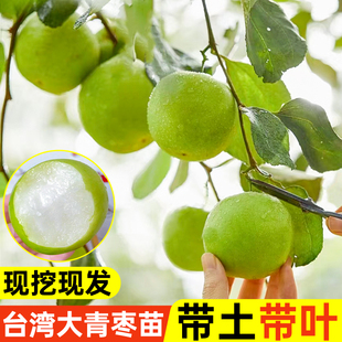 嫁接台湾大青枣树苗盆栽地栽庭院四季种植带土带叶产地现挖现发