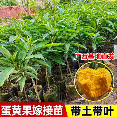 正宗仙桃苗蛋黄果苗树苗