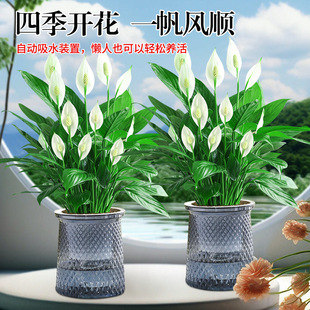 白掌一帆风顺盆栽办公室水培植物花卉绿植室内盆栽好养活四季开花