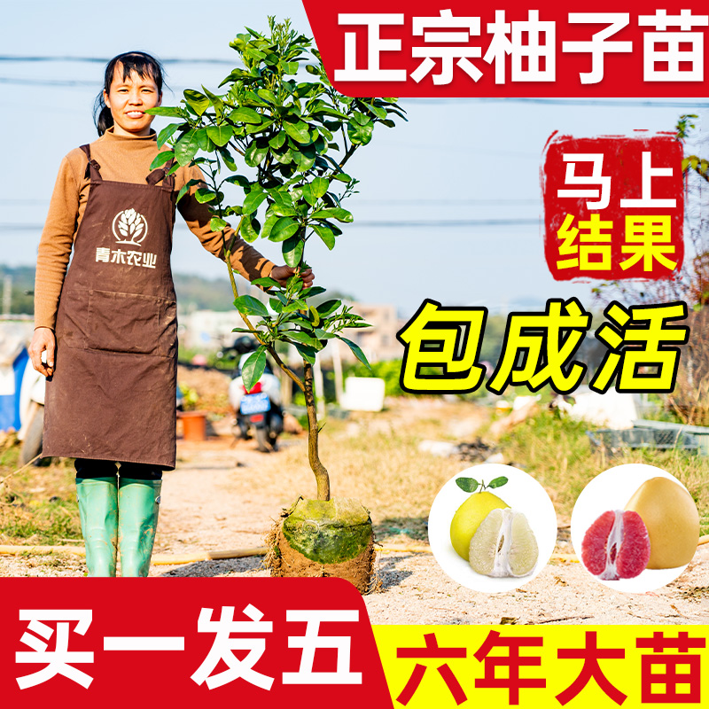 正宗沙田柚柚子树苗特大南方种植红心蜜柚嫁接苗红宝石青柚盆栽苗