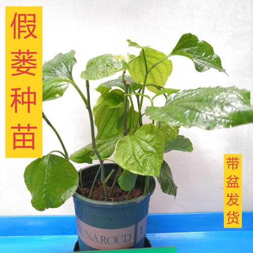 广西假蒌苗四季庭院盆栽