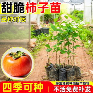 嫁接柿子树苗甜脆苗鸡心日本太秋甜柿果树南方可种植带土基地直发