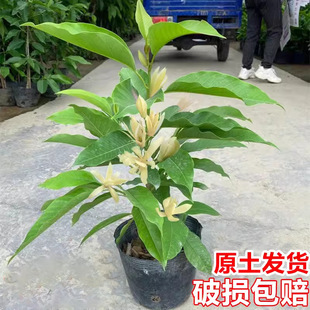 白兰花盆栽花卉植物室内玉兰树苗带花苞四季开花浓香黄角兰花苗大