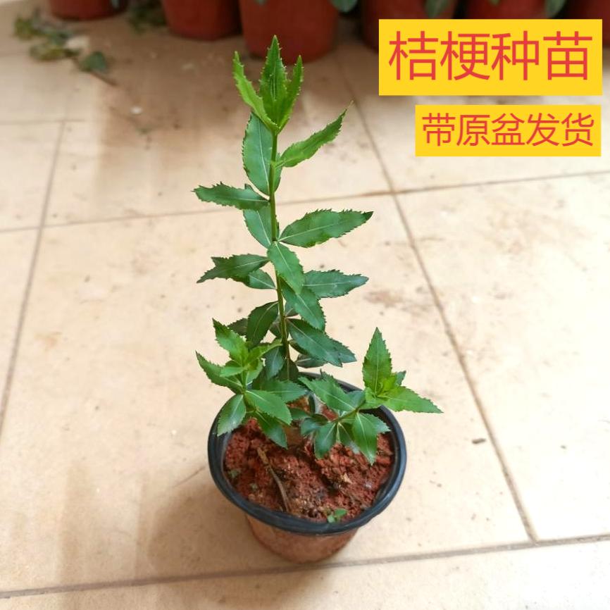 桔梗东北山桔梗种子室内盆栽图片