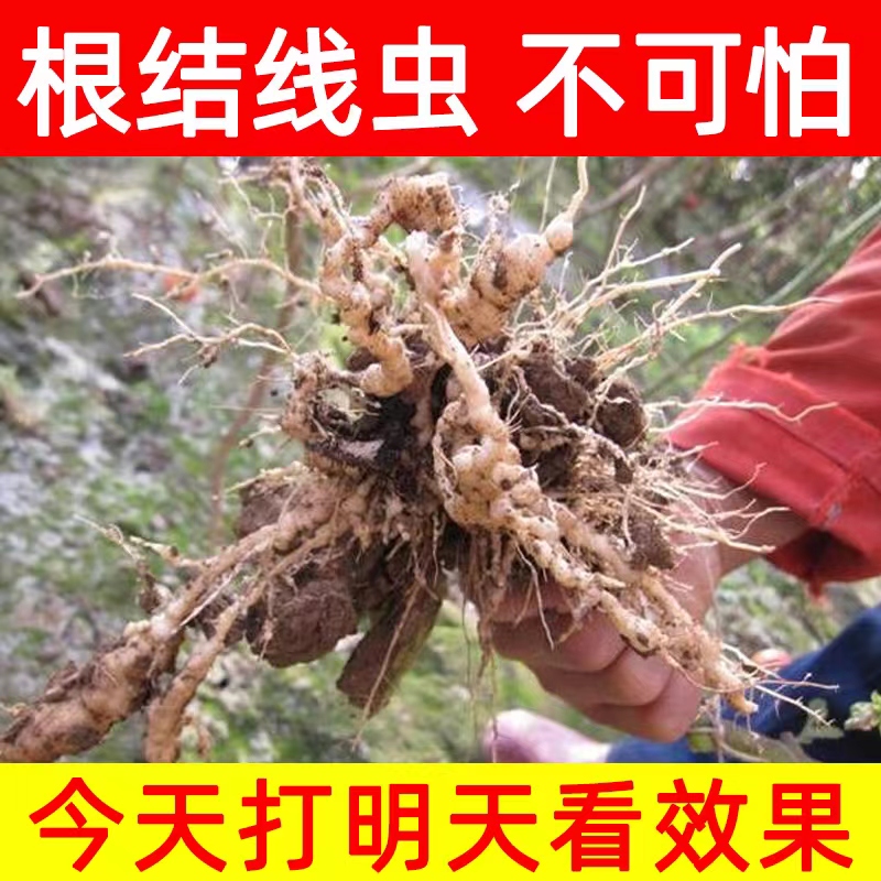 根结线虫专用线虫克星微生物菌肥菌剂药淡紫紫孢菌素霉淡紫拟青菌