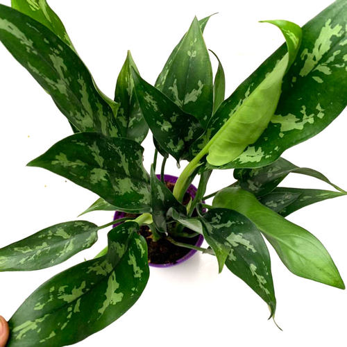 万年青花价格 万年青花图片 星期三