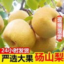 新鲜 包邮 酥梨砀山梨汤山梨10斤现摘梨子香雪梨应季 水果梨新鲜整箱