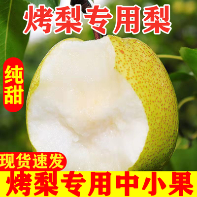 烤梨专用梨安徽酥梨砀山梨现摘现发梨膏用小果梨水果梨酥梨整箱包