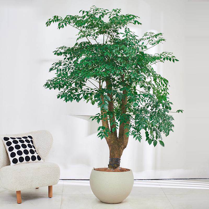 幌伞枫幸福树大盆栽多头大型绿植客厅办公室内落地老树桩常绿植物