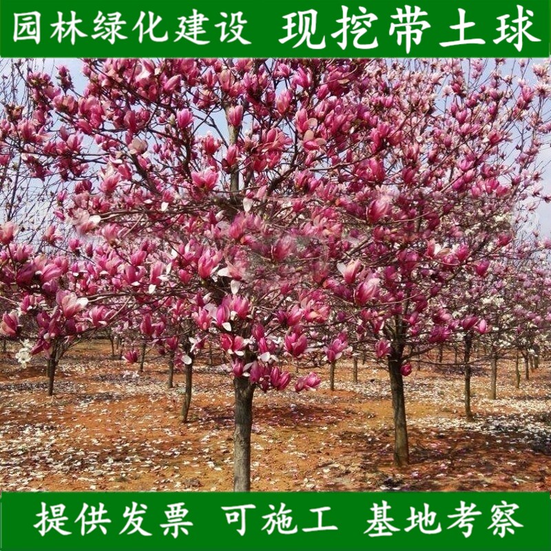 玉兰树苗黄玉兰白玉兰紫玉兰二乔玉兰红玉兰迎春花玉堂春绿化树苗