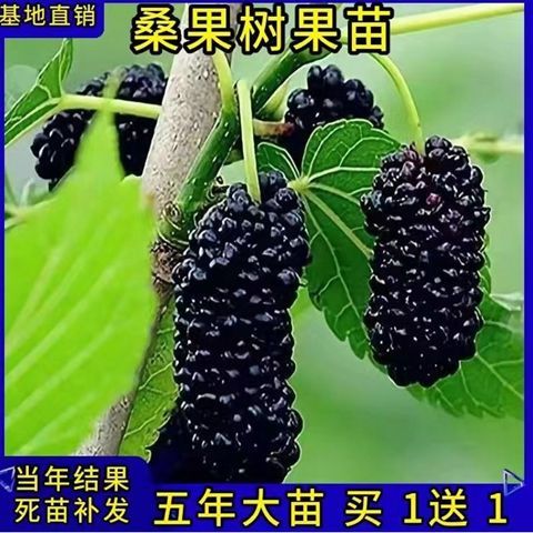 桑树苗无籽大十桑葚苗树莓地栽盆果树苗南方北方种植当年结果