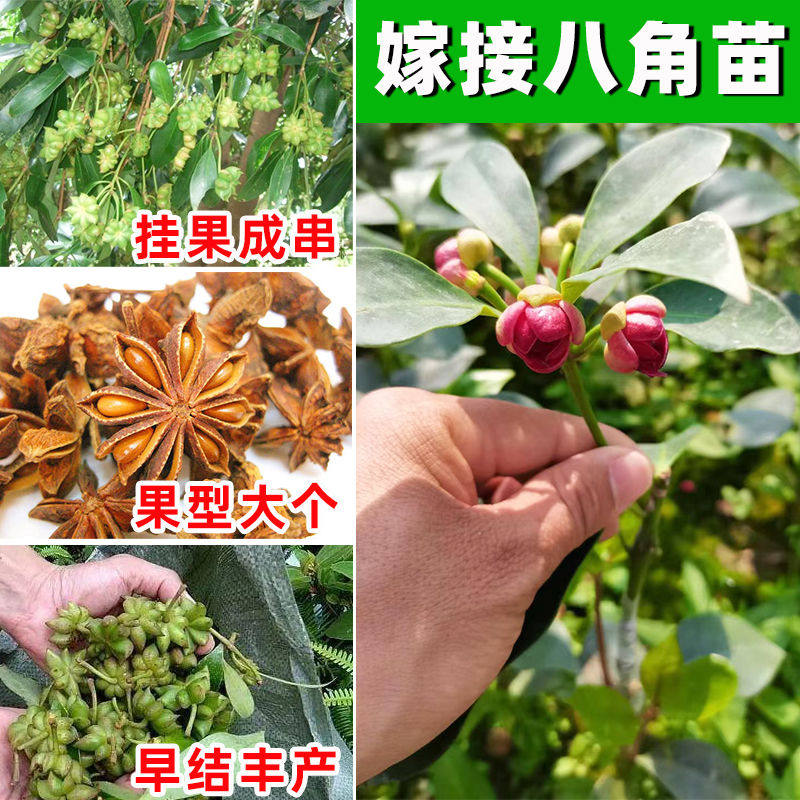 广西八角树苗嫁接八角苗高产大红茴香料大杯苗带土叶发货当年结果