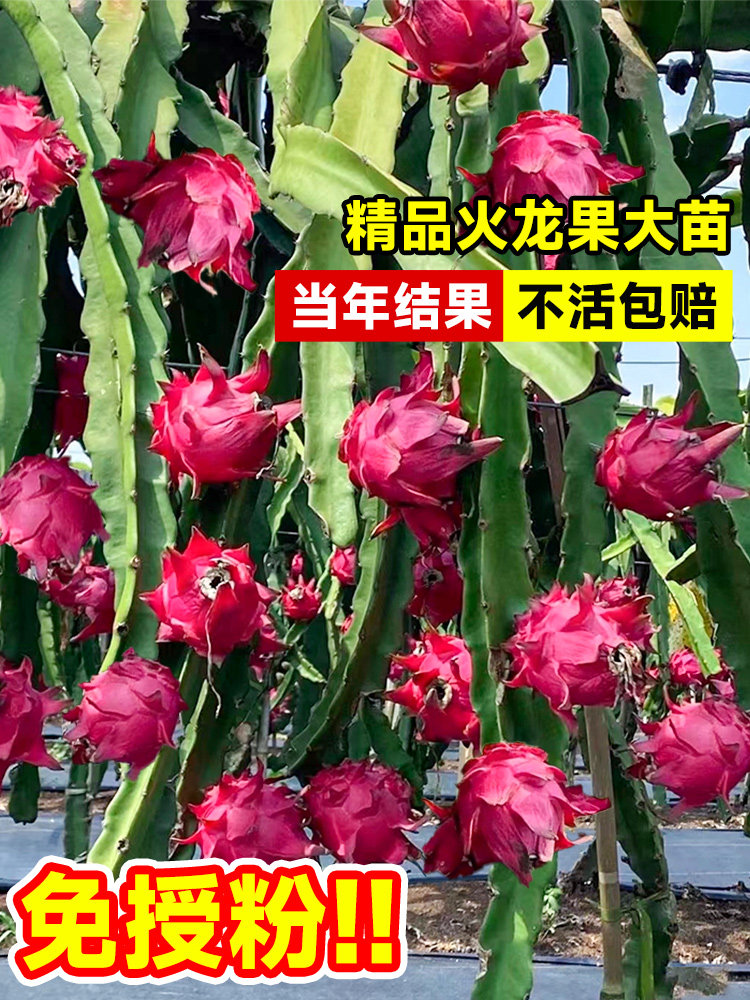 红心火龙果树果苗盆栽带根白心水果树苗阳台南北方四季种植燕窝果