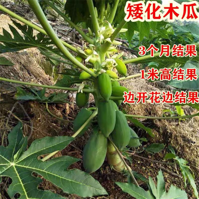 水果木瓜苗树矮化红心香甜四季