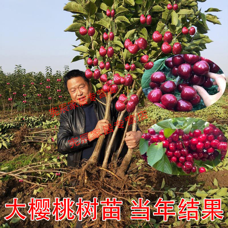 车厘子树苗樱桃树苖南方北方种植盆栽庭院果树矮化樱桃树大樱桃苗