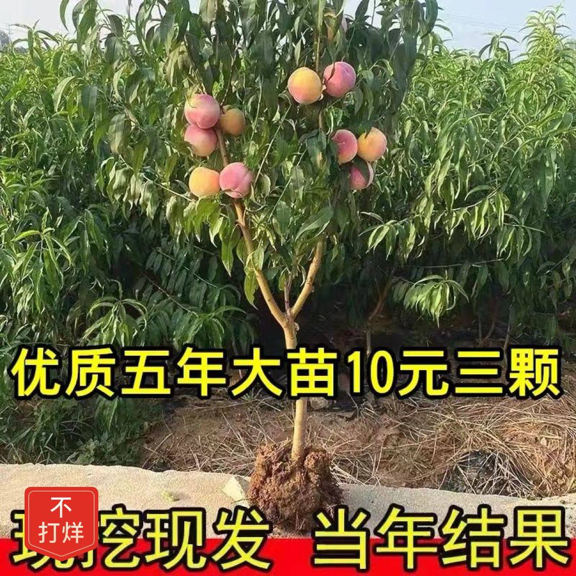 【48小时发货】正宗优质嫁接黄金油桃树苗黄金蟠桃树苗盆栽地栽南