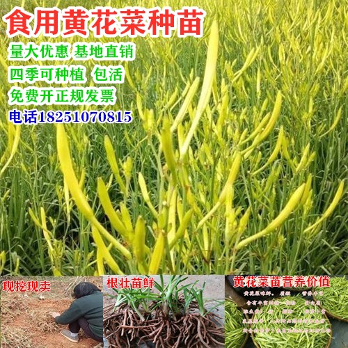 黄花菜种苗金针基地现挖直发