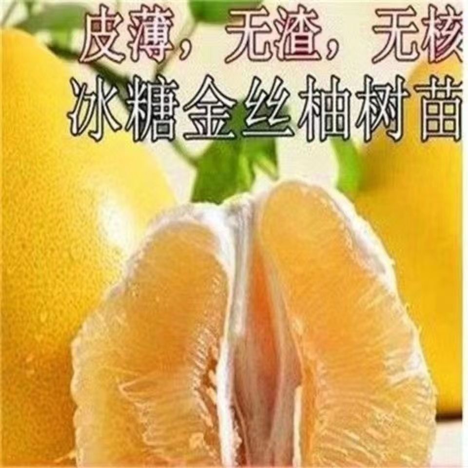 新品种金丝柚子苗冰糖蜜树嫁接