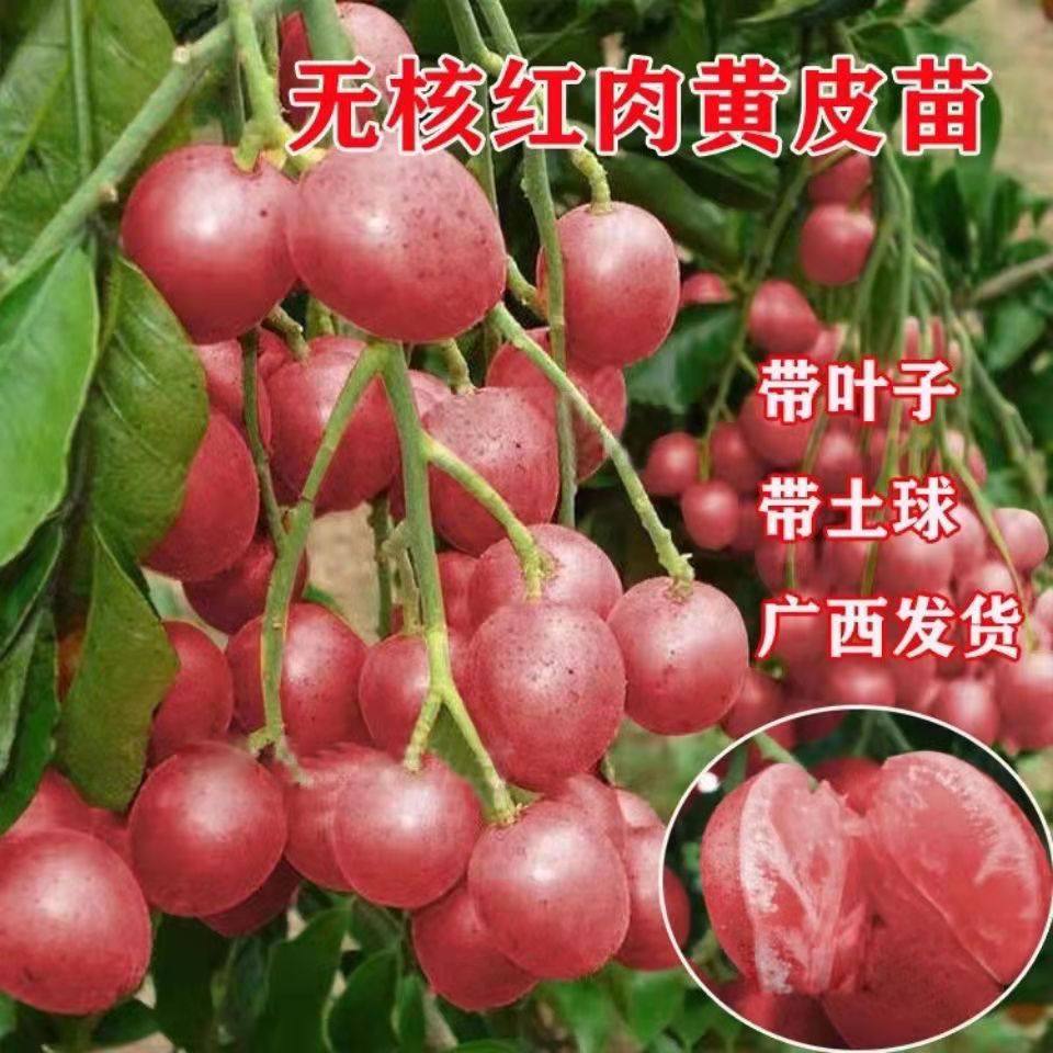 新品红皮红肉黄皮果树苗无核黄皮树苗黑黄皮冰糖黄皮果苗盆栽地栽