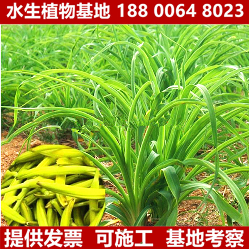 黄花菜种苗金针菜苗基地现挖直发优质高产食用黄花菜种植苗包活