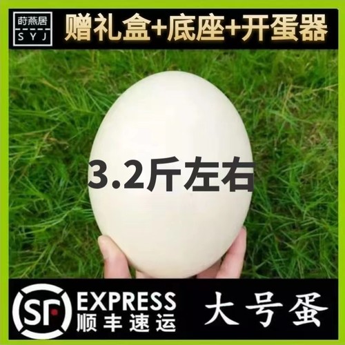 顺丰包邮鸵鸟蛋新鲜营养