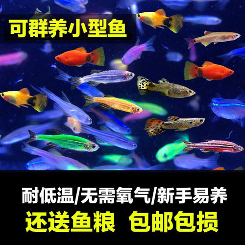 小型群游翡翠蓝红荧光活体斑马鱼