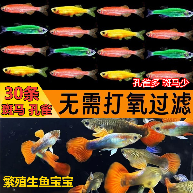【斑马+孔雀混合】小型热带鱼淡水斑马孔雀凤尾鱼耐活好养灯科鱼