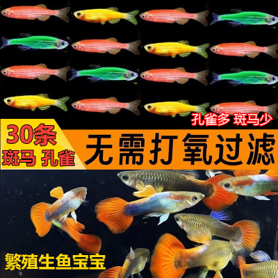 【斑马+孔雀混合】小型热带鱼淡水斑马孔雀凤尾鱼耐活好养灯科鱼