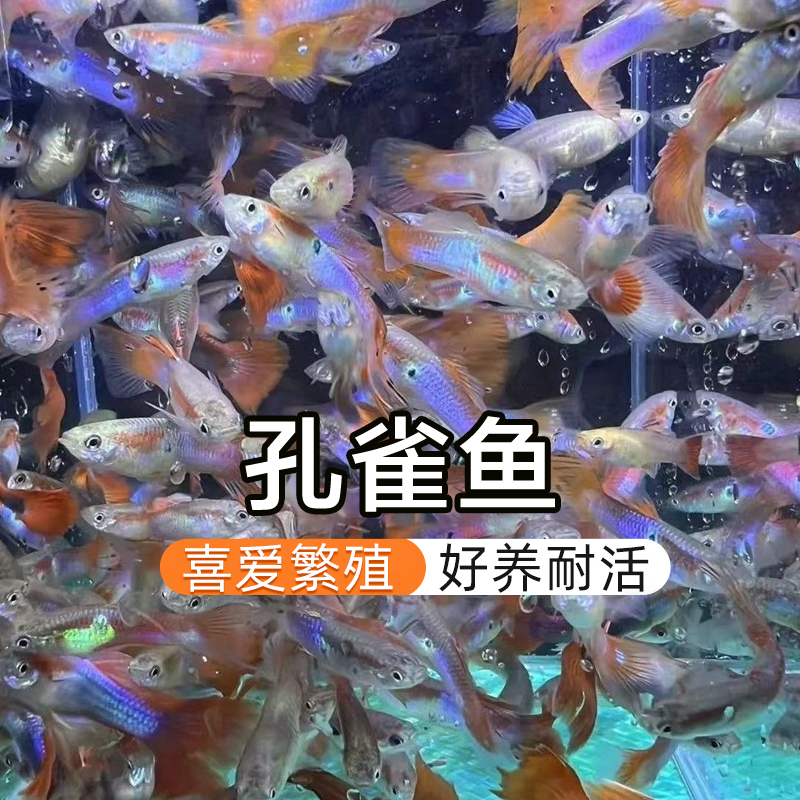 母鱼孔雀热带鱼胎生鱼送鱼粮