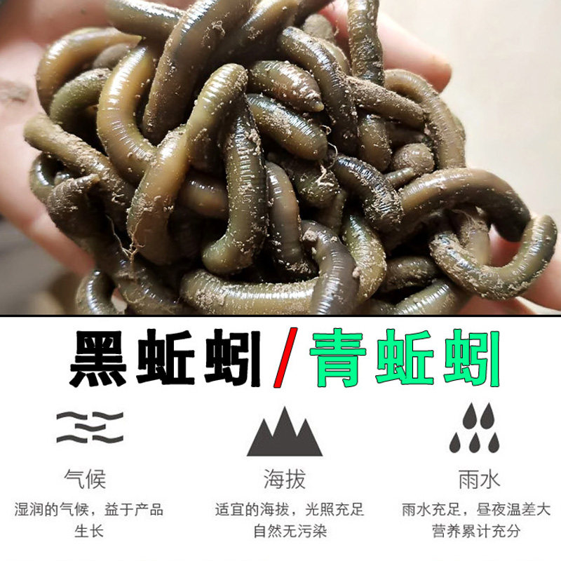 鲜活蚯蚓黑蚯蚓青蚯蚓臭蚯蚓土蚯蚓钓黄鳝蚯蚓喂龟蛇蚯蚓顺丰