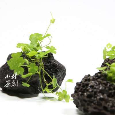 天湖茜/天胡荽/三裂天胡荽真水草 孔穴火山岩定植 易养前景草坪