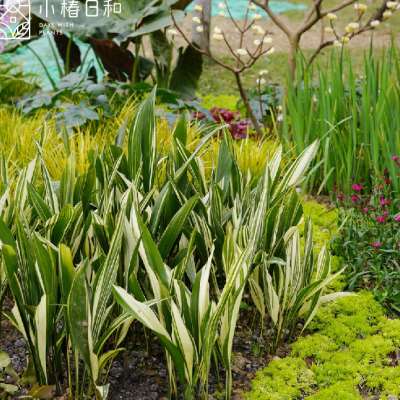 小椿日和 花叶锦叶一叶兰观叶绿植锦化植物切叶素材斑叶室内耐阴