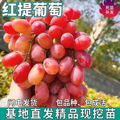 红提无核葡萄树苗庭院盆栽