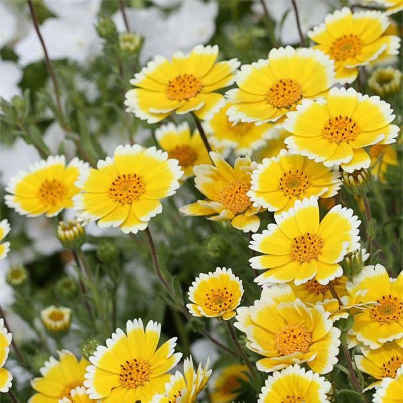 layia莱雅菊花籽鸡蛋花荷包花种子花镜阳台室外盆栽春秋播夏开花