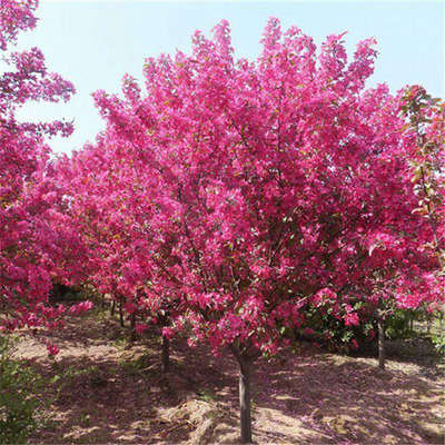 海棠树苗庭院地栽大型高杆西
