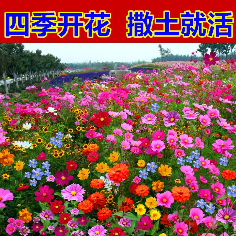 花种子室外一年四季都开花庭院花种籽子凤仙花花籽野花格桑花种孑
