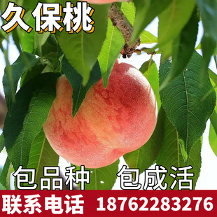 久保桃树果苗南北方地栽种植特大果树苗盆栽嫁离核接活苗当年结果