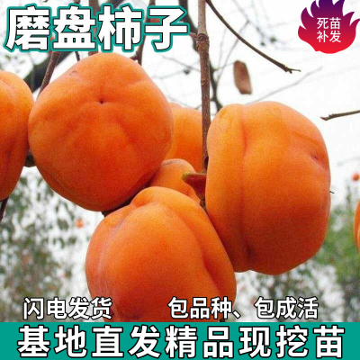 磨盘柿子树苗脆甜耐寒盆栽