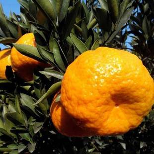 大果椪柑树台湾85-1巨型椪柑苗无核碰柑嫁接芦柑桔子树苗当年结果