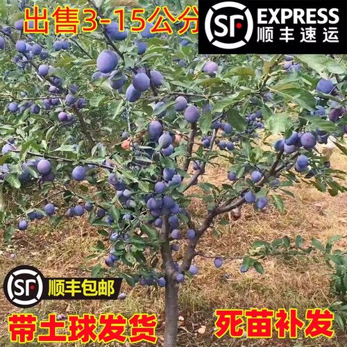 特大西梅苗树带土法兰蓝蜜