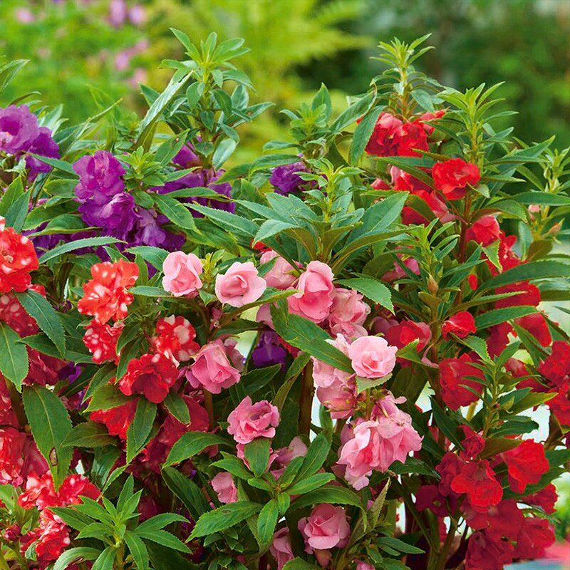 凤仙花种子重瓣茶花阳台盆栽室内学生实验四季易种花草指甲花种籽