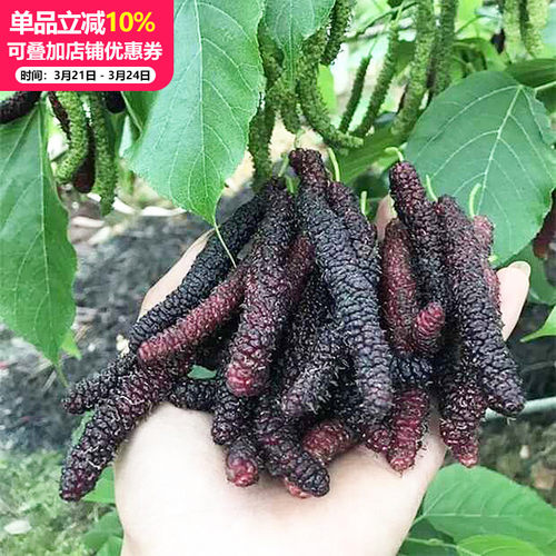 桑树苗各种水果南方北四季盆