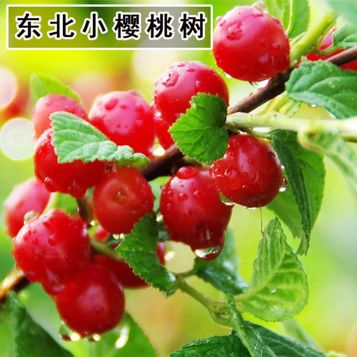 东北小樱桃树苗山毛野生果盆