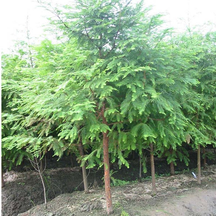 水杉树苗 云杉池杉小苗 落羽杉中山杉树苗 庭院绿化落叶景观树