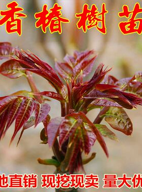 红油香椿苗绿树食用南方北种