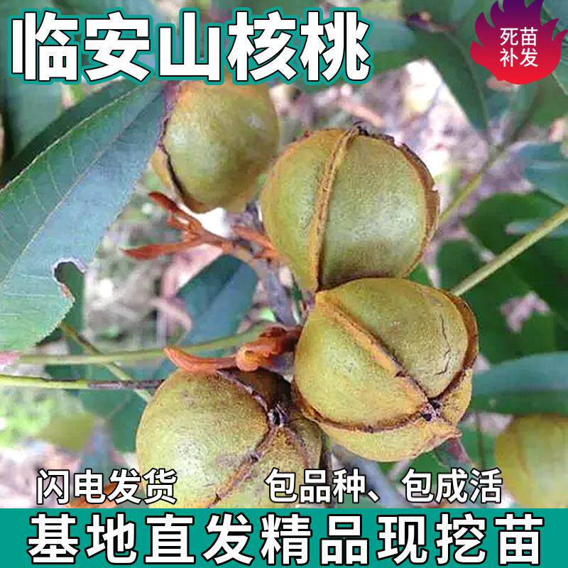 临安山核桃树苗南北方地栽庭院阳台盆栽种植嫁接核桃树苗当年结果