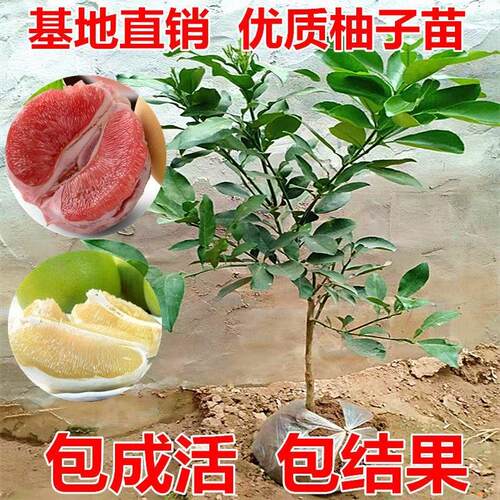 沙田柚果销量排行榜 沙田柚果品牌热度排名 小麦优选