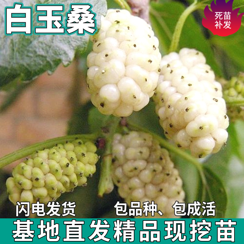 白玉桑葚树苗南北方盆栽地栽种植活苗特大嫁接桑葚果树苗当年结果