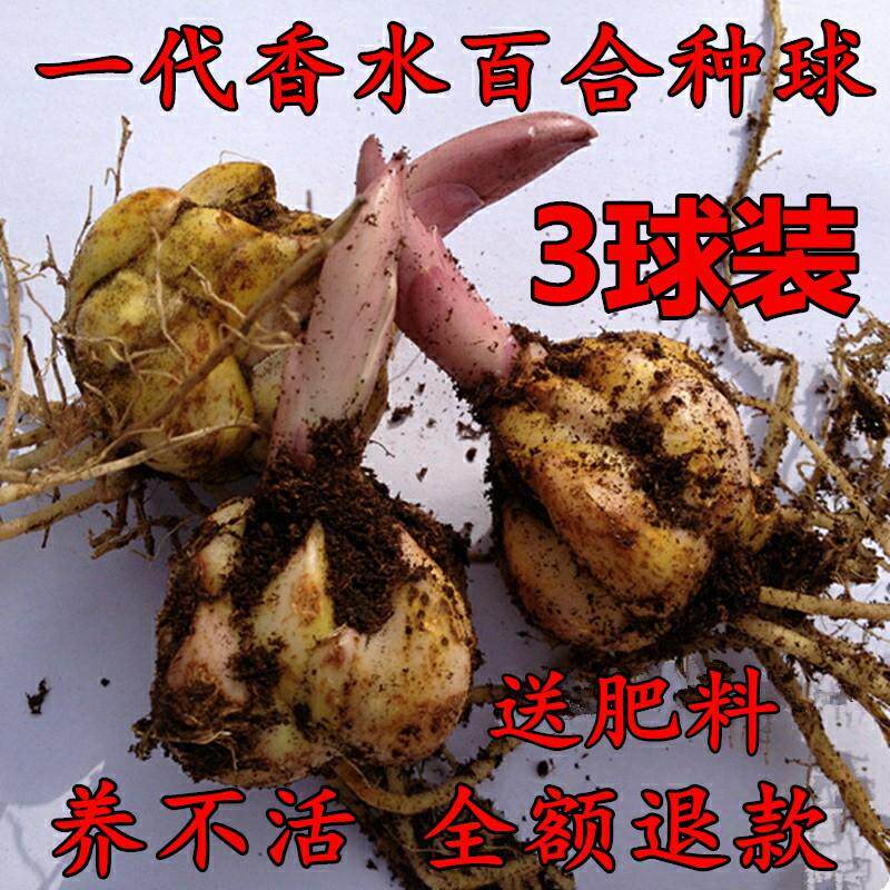 香水百合花种球大球带芽多花苞四季浓香重瓣进口花卉亚洲百合盆栽